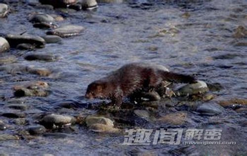 新疆哈巴河惊现 千年前佩饰品的殉马