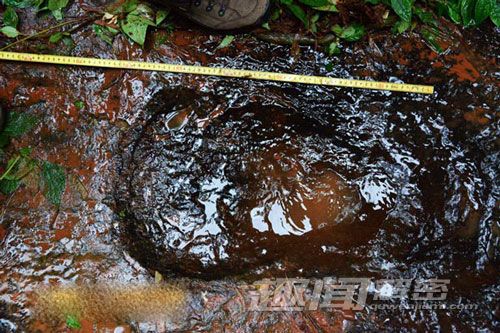 四川某市发现白垩纪时期恐龙足迹