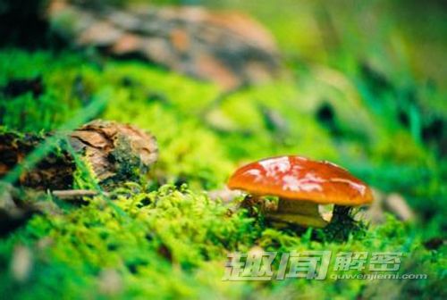 新疆哈巴河惊现 千年前佩饰品的殉马