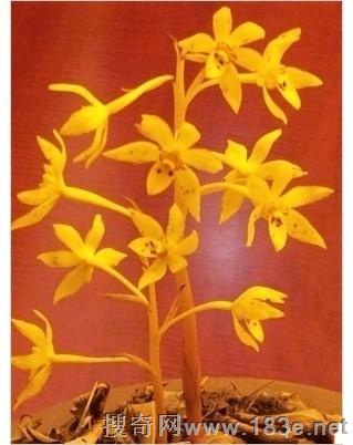 广东发现「丹霞兰」新物种　有花无叶不到百株