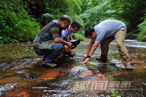 四川某市发现白垩纪时期恐龙足迹