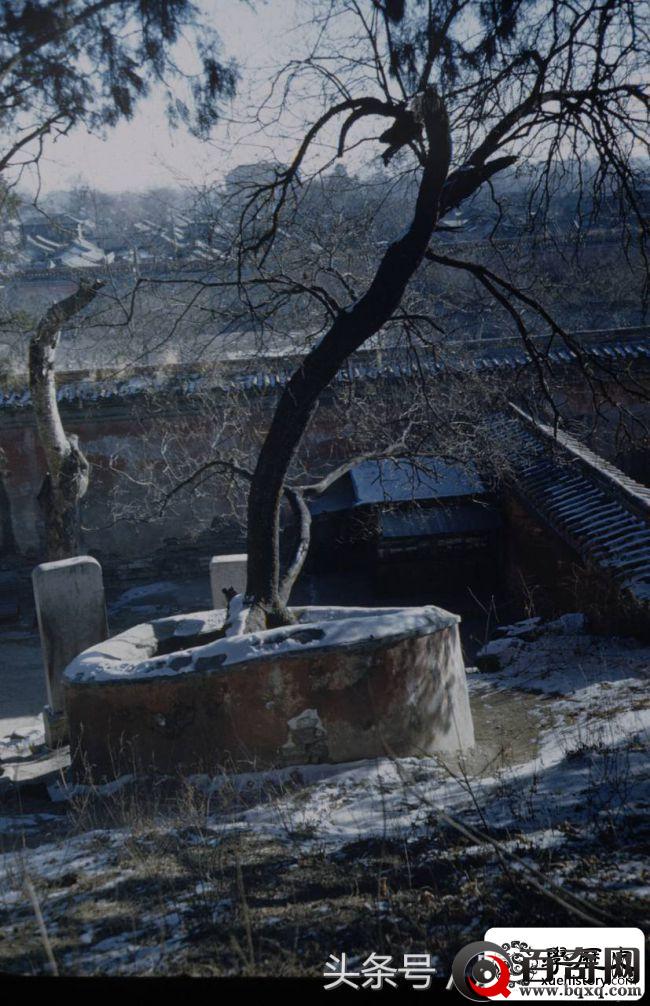 1948年，北京街景，崇祯皇帝上吊的歪脖树原来如此萧瑟