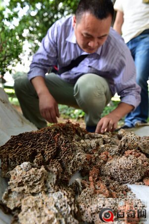 浙江现特大白蚁巢穴：捕获8年大蚁后