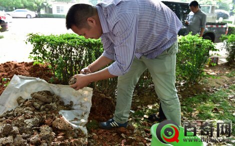 浙江现特大白蚁巢穴：捕获8年大蚁后