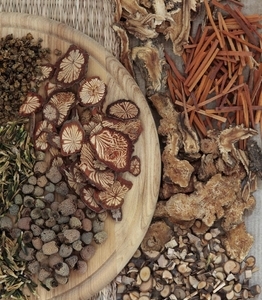 5.8亿年前“八臂仙母虫”化石现身贵州(图)