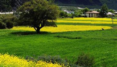 西藏的“绿色江南”之谜
