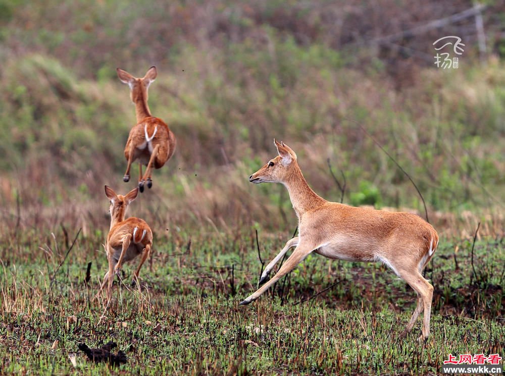 海南会“飞”的坡鹿国宝级小精灵