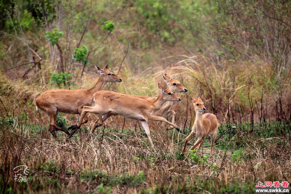 海南会“飞”的坡鹿国宝级小精灵