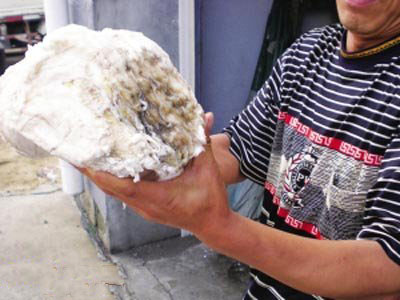 [图文]吉林长春男子路边捡回20余斤太岁回家后能蠕动会吐水