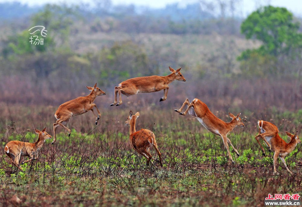 海南会“飞”的坡鹿国宝级小精灵