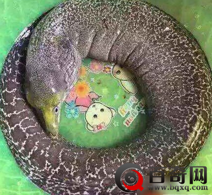 湖南水库钓上龙鱼 广州水库惊现巨型吃人怪鱼