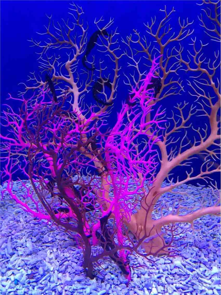 火爆试运营之后，上海海昌海洋公园能否成为海上“迪士尼”？