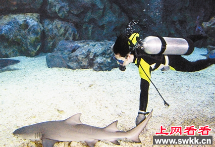 天津极地海洋世界上演“人鲨共舞”