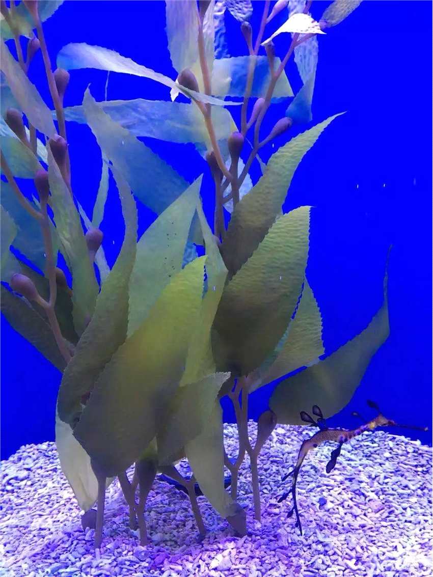 火爆试运营之后，上海海昌海洋公园能否成为海上“迪士尼”？