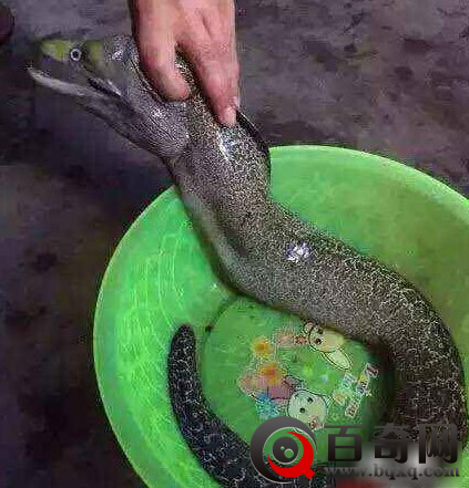 湖南水库钓上龙鱼 广州水库惊现巨型吃人怪鱼