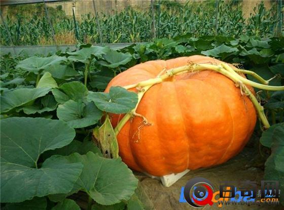 重庆惊现南瓜王 重量估计在200斤左右