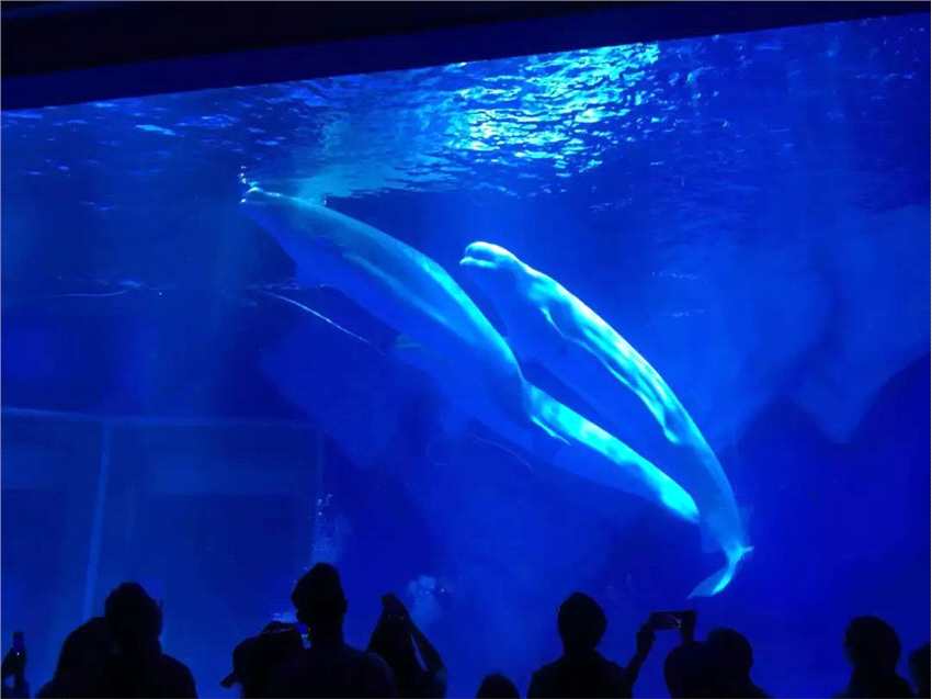 火爆试运营之后，上海海昌海洋公园能否成为海上“迪士尼”？