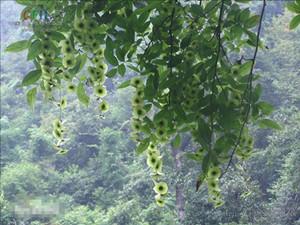 湖南发现500年树龄“摇钱树” 树高40余米