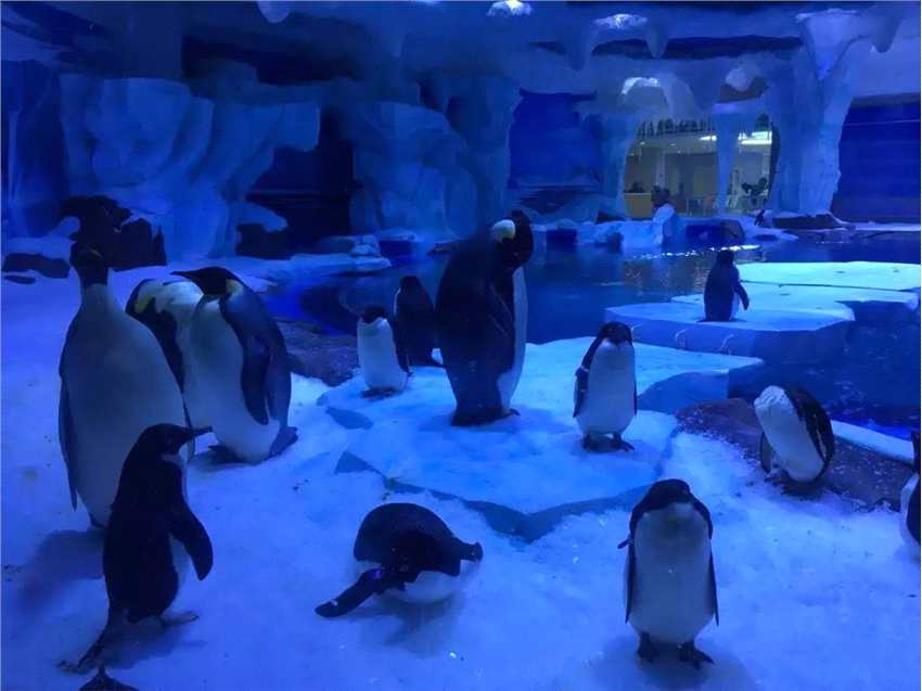 火爆试运营之后，上海海昌海洋公园能否成为海上“迪士尼”？