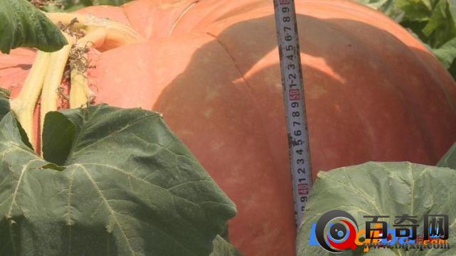 重庆惊现南瓜王 重量估计在200斤左右