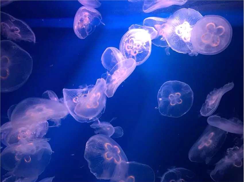 火爆试运营之后，上海海昌海洋公园能否成为海上“迪士尼”？