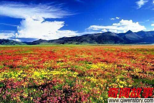 约吗？四川这10大草原花海，即将开启最美模式！