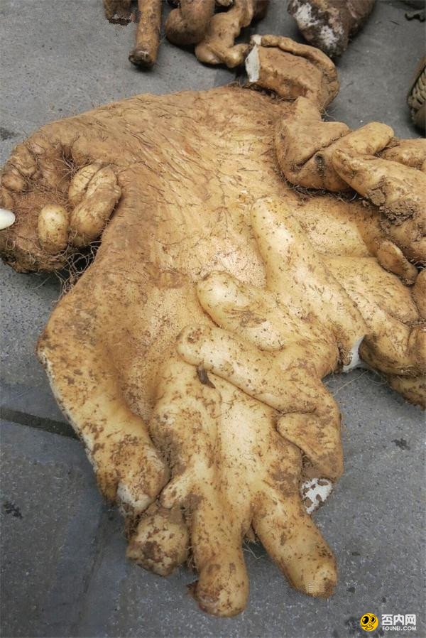 贵州一村民挖到巨型野山药 重达9斤