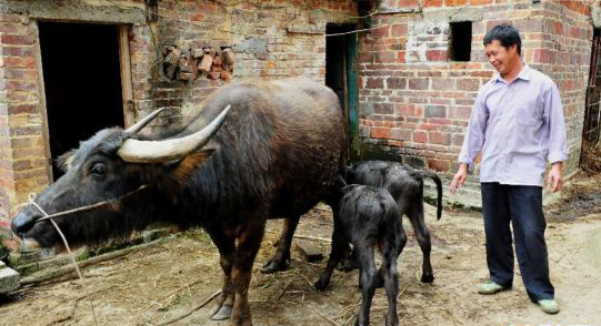 广西忻城老水牛生下“双胞胎”极为罕见【图】