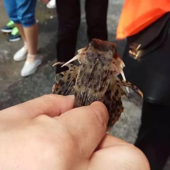 福建现“飞鱼” 直扑游客身上