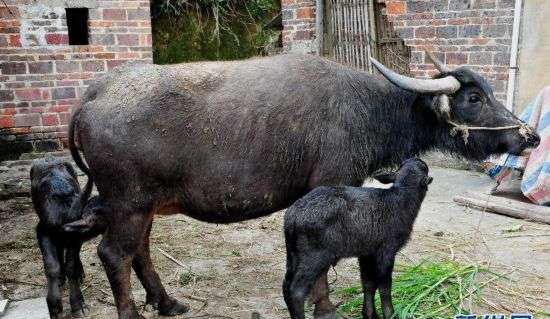 广西忻城老水牛生下“双胞胎”极为罕见【图】