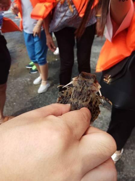 福建现“飞鱼” 直扑游客身上