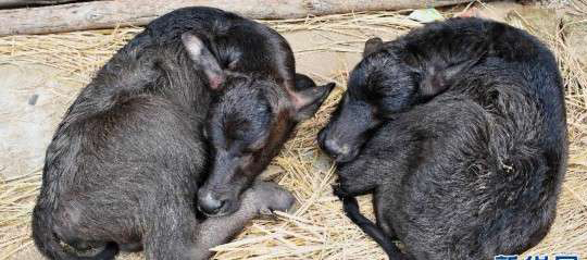 广西忻城老水牛生下“双胞胎”极为罕见【图】