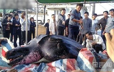 广东汕头达濠渔民捕获巨型大水怪 十位壮汉才挪动它