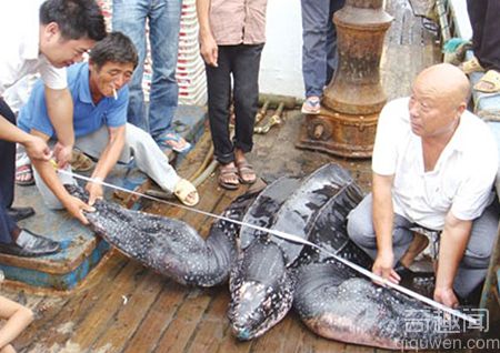广东汕头达濠渔民捕获巨型大水怪 十位壮汉才挪动它