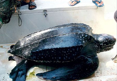 广东汕头达濠渔民捕获巨型大水怪 十位壮汉才挪动它