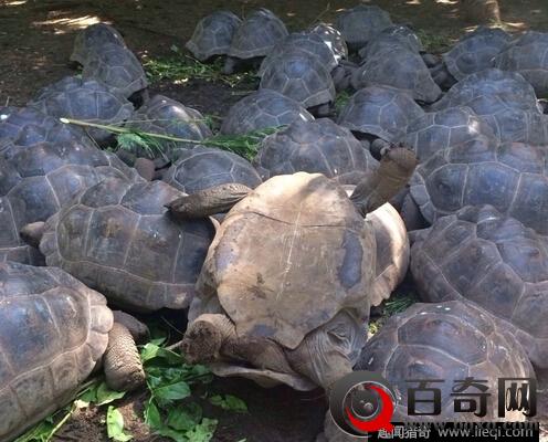 北京两千年的西汉古墓 竟挖出了惊人神龟