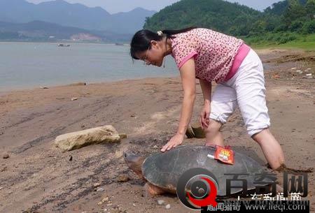 北京两千年的西汉古墓 竟挖出了惊人神龟