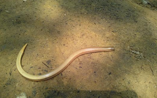 重庆现濒危物种蛇蜥 是一种无四肢的蜥蜴