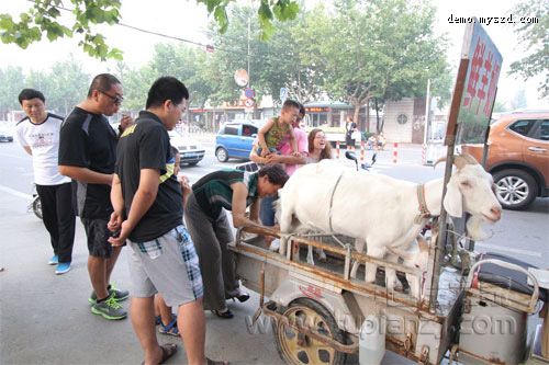 山东老人现场挤羊奶现卖 引众人围观