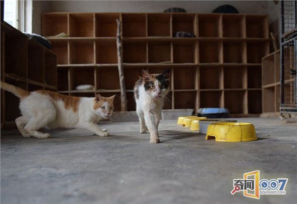 山东七旬老人坚持28年收养流浪动物