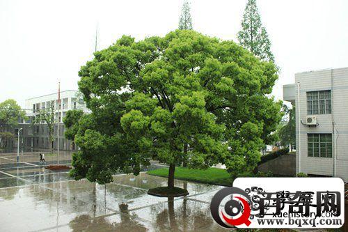 老照片：安徽百年名校休宁中学校园美景