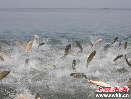 克孜尔水库放生两万尾新疆大头鱼