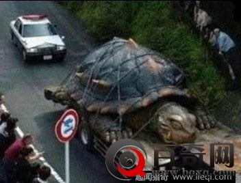 北京两千年的西汉古墓 竟挖出了惊人神龟