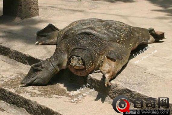 北京两千年的西汉古墓 竟挖出了惊人神龟