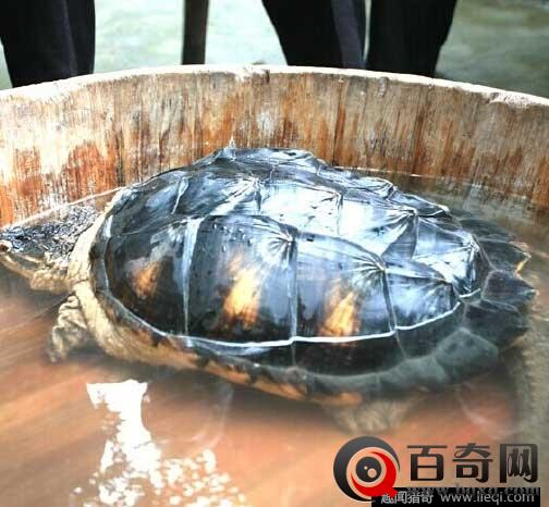 北京两千年的西汉古墓 竟挖出了惊人神龟