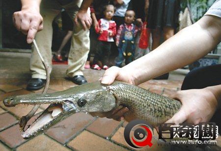 四川鱼塘惊现吃人怪鱼：长6米牙齿锋利