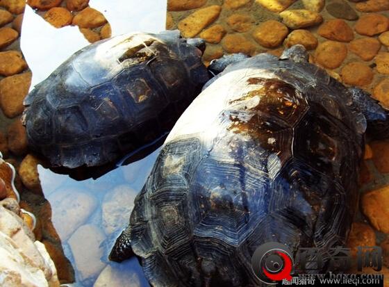 北京两千年的西汉古墓 竟挖出了惊人神龟