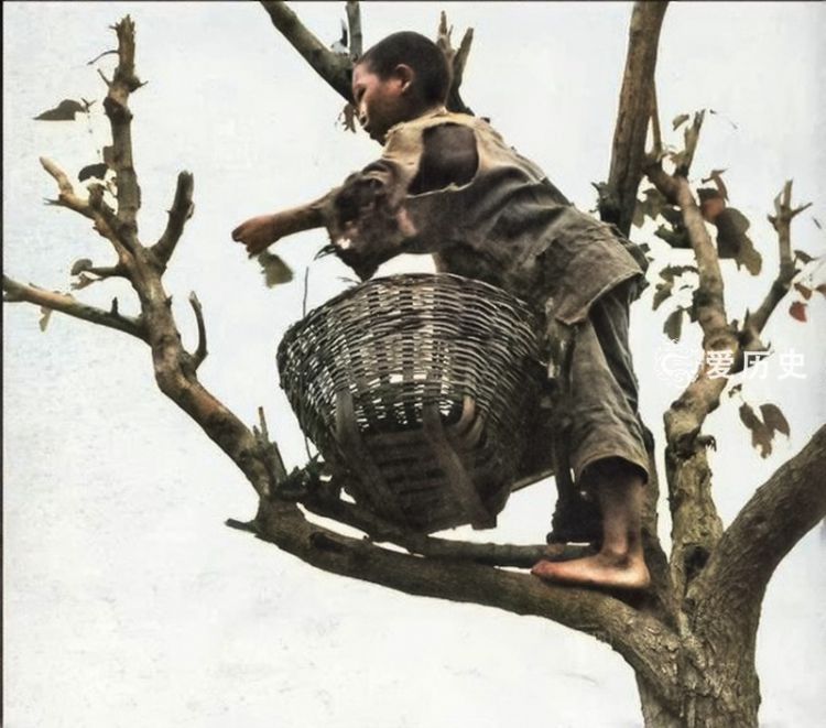 1937年四川大饥荒饿殍载道的上色彩照倒毙的孩子爬满苍蝇