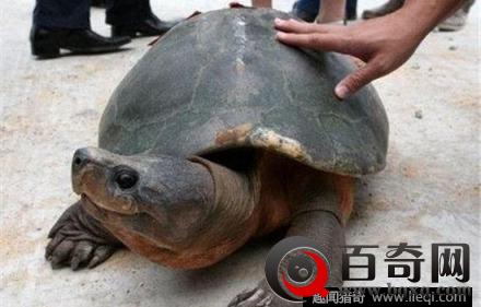 北京两千年的西汉古墓 竟挖出了惊人神龟