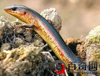 安徽一挖掘机挖到了神秘怪物